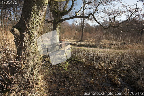 Image of trees and forest