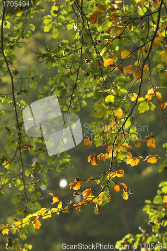 Image of  leaves