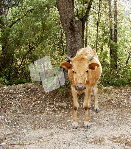 Image of Cow in Corsica