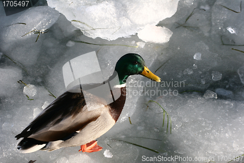 Image of duck