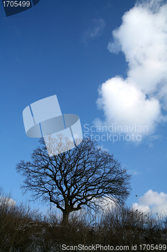 Image of lonely tree