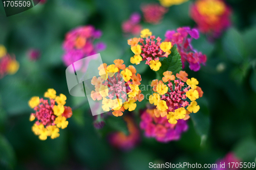 Image of Plants and flowers from corsica