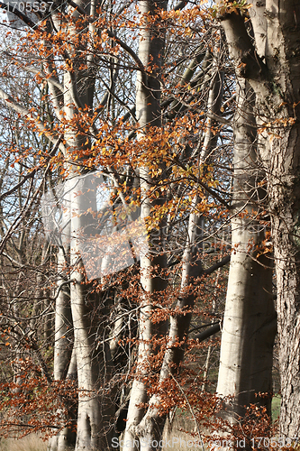 Image of branches