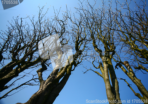 Image of naked trees