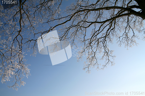 Image of winter in denmark