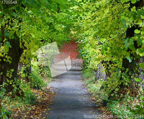Image of Trees and forest in Denmark