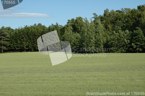 Image of cornfield