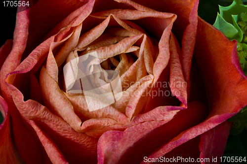 Image of Rose