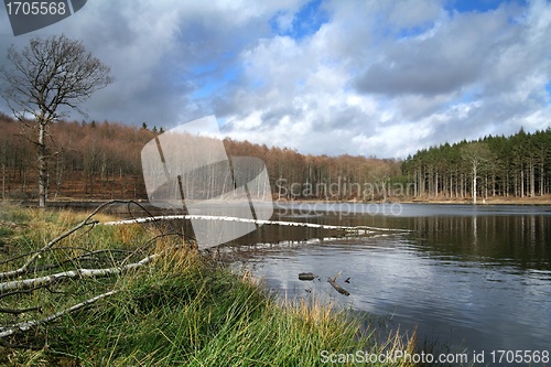 Image of trees and lake