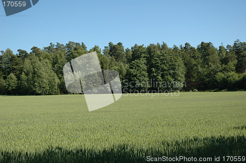 Image of cornfield