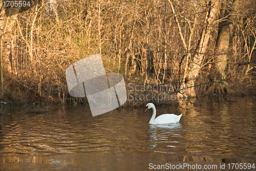 Image of Swan