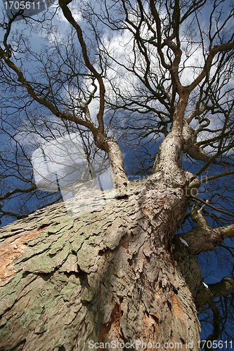 Image of branches