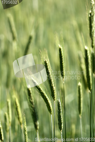 Image of rural denmark
