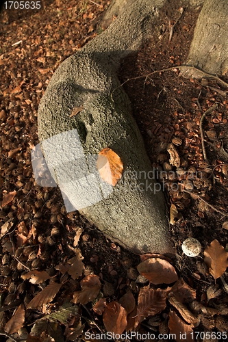 Image of Autumn forest