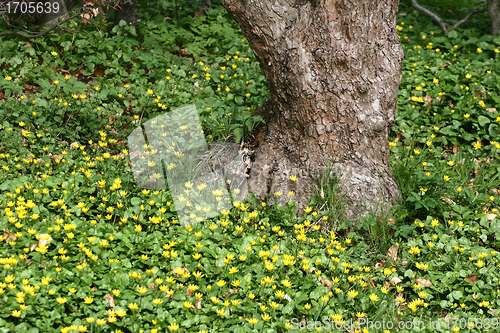 Image of yellow flower