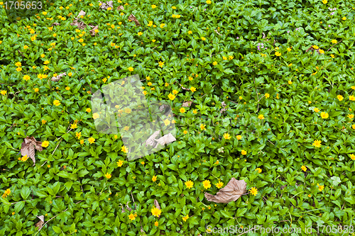 Image of Green grasses background with yellow flowers