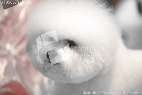 Image of Bichon Frise