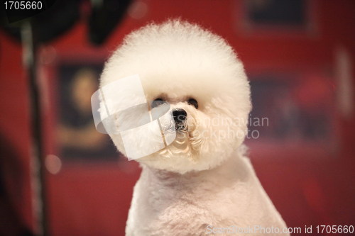 Image of Bichon Frise