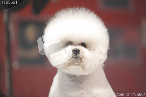 Image of Bichon Frise