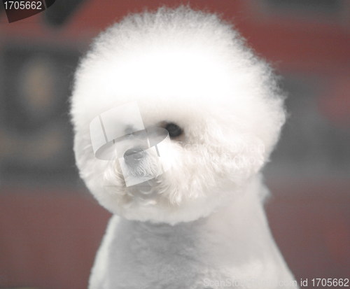 Image of Bichon Frise