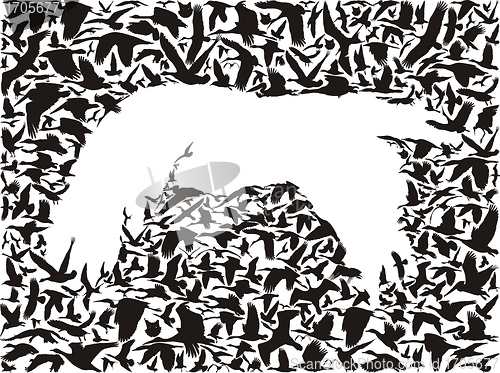 Image of Backgrounds of flying birds, bird predator