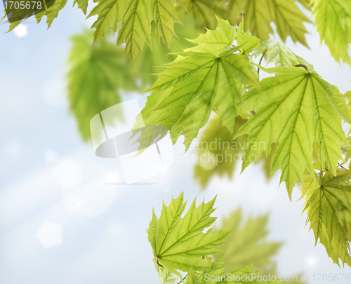 Image of Maple Tree Leaves