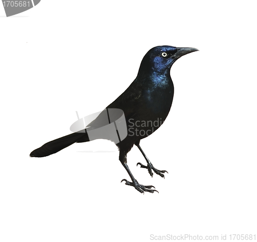 Image of Blackbird