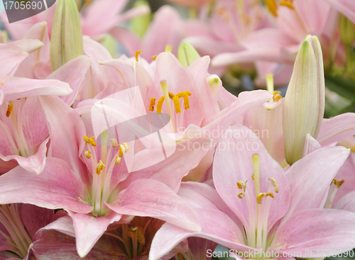 Image of  Pink Lilies 