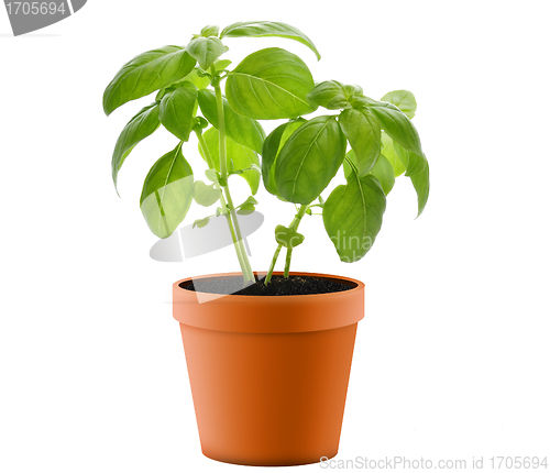 Image of Basil Plant In A  Pot 