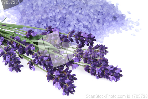 Image of Lavender