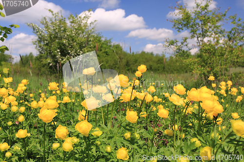 Image of Globeflower