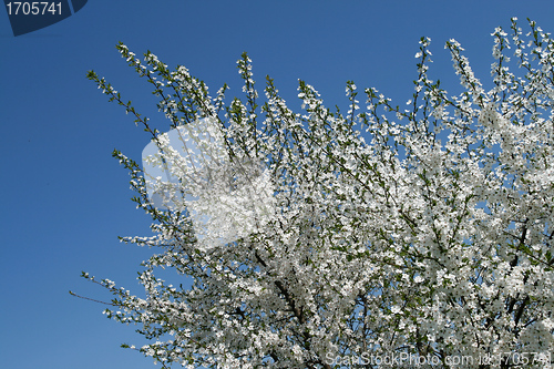 Image of Spring