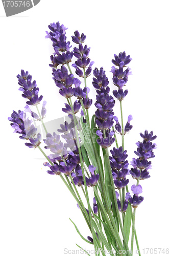 Image of Lavender