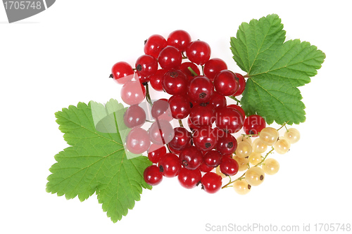 Image of Currant fruit