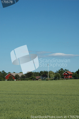Image of cornfield and farm