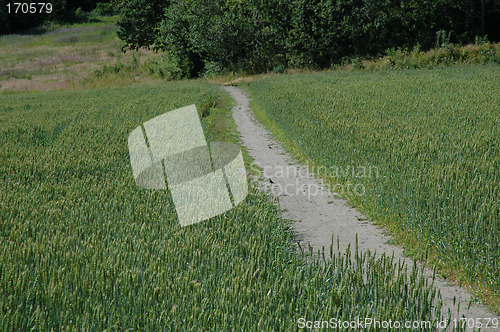 Image of cornfield and path