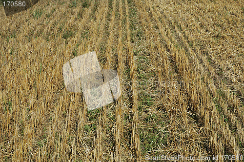 Image of cornfield