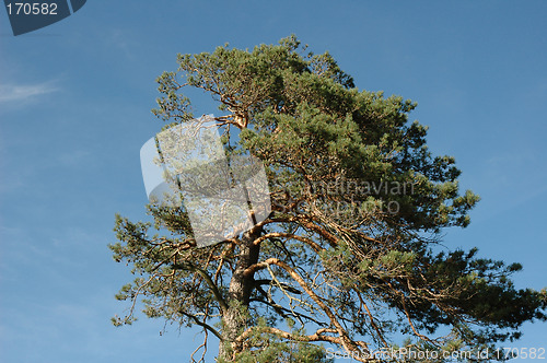 Image of pine tree