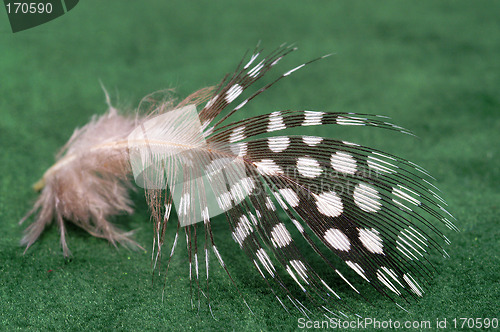 Image of Feather