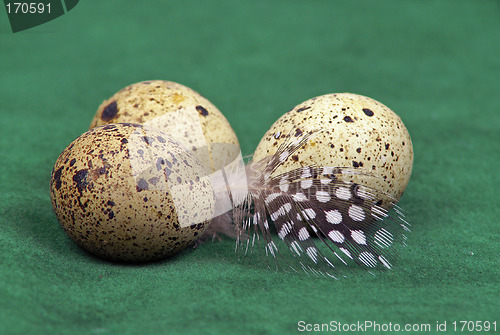 Image of Eggs