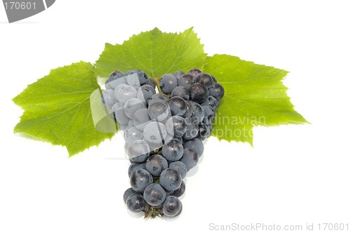 Image of Dark grape