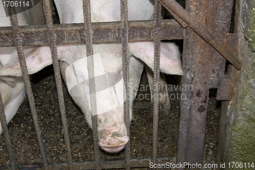 Image of Pig in Stable