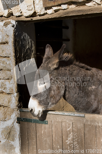 Image of Donkey in Stable