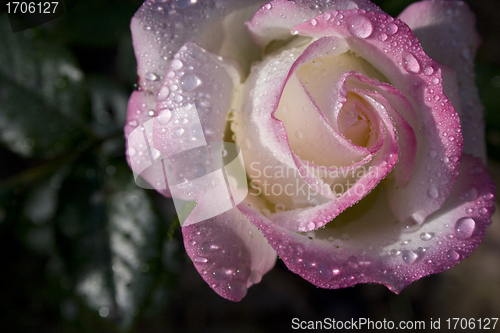 Image of Pink Rose With Morning Dew