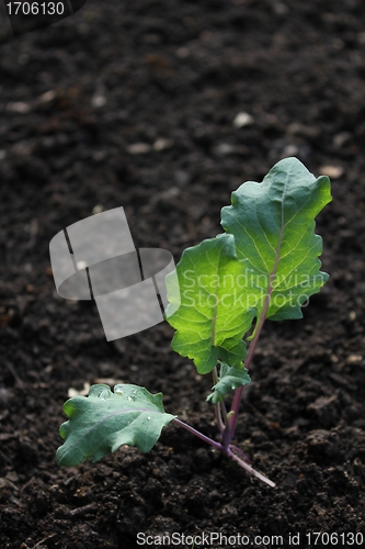 Image of fresh kohlrabi plant