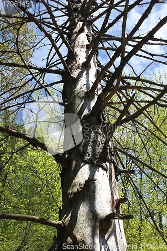 Image of death tree