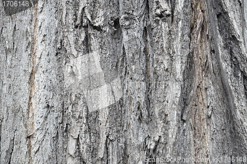 Image of bark texture