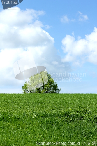 Image of sky tree landscape