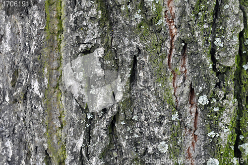 Image of bark texture