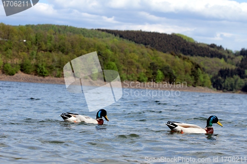 Image of lake ducks